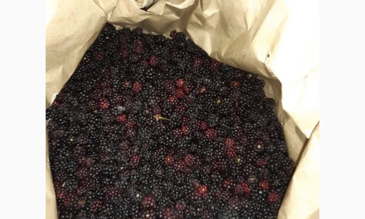 Куплю ожину - фото № 1