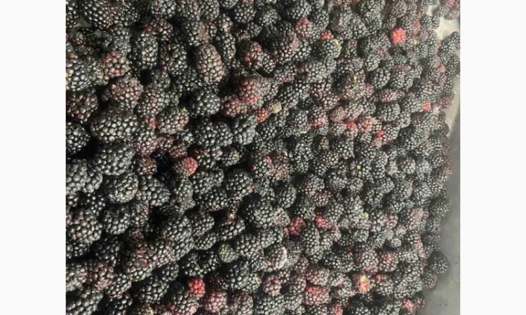 Ожина культивована заморожена - фото № 1