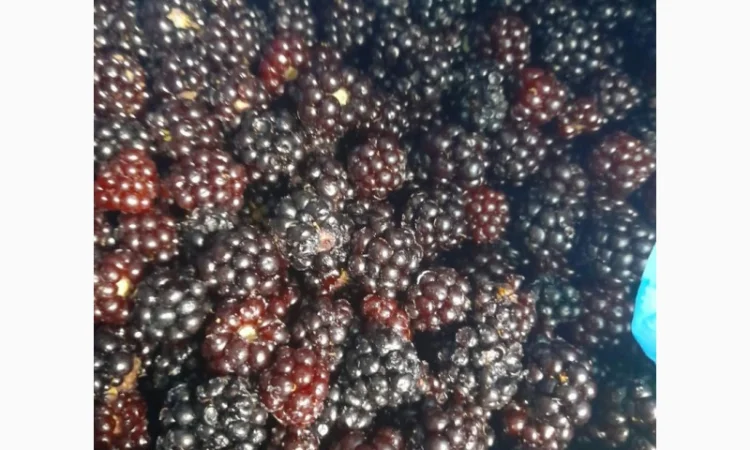 Продам заморожену лісову ожину - фото № 1