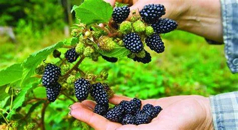 Куплю ожину оптом від 5 тонн - фото № 1