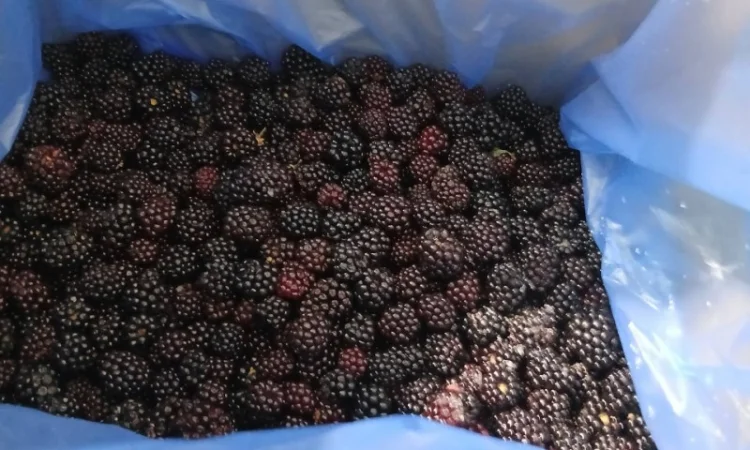 Продается замороженная ожина А-класса - фото № 1