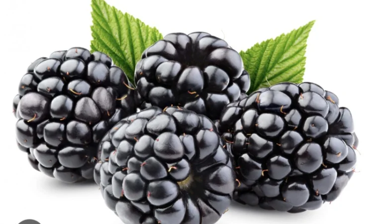 Куплю ожину - фото № 1