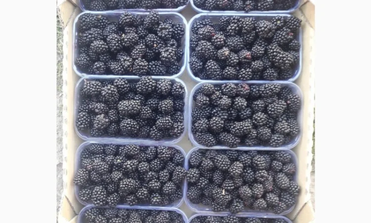 Продам ожину - фото № 1