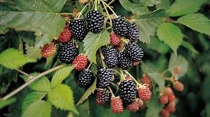 Закупка ожини оптом на заморозку від 5 тонн - фото № 1