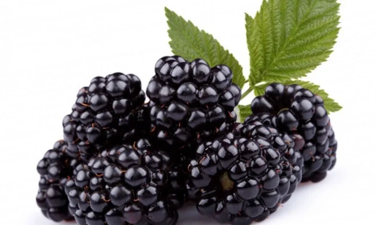 Куплю ожину оптом від 5 тонн на заморозку - фото № 1