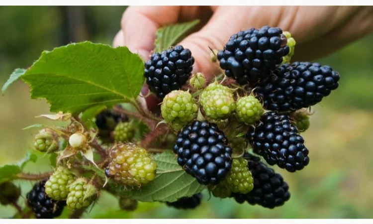 Куплю ожину під заморозку оптом від 5 тонн - фото № 1