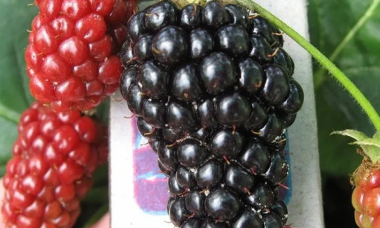 Ожина Натчес - фото № 4