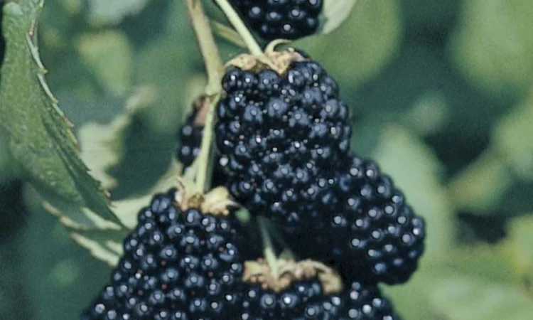 Ожина Дойл - фото № 1