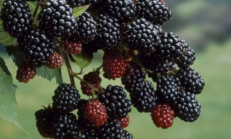 Ожина Торнфрі - фото № 1