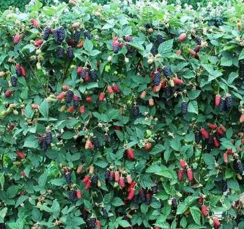 Ожина Карака Блек - фото № 2