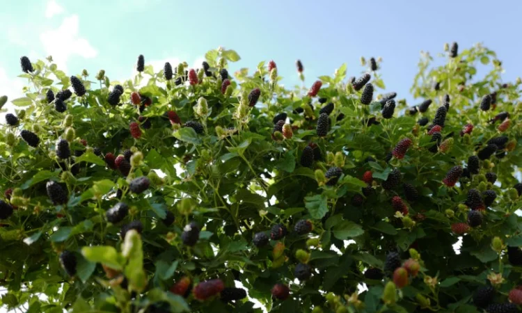 Ожина Карака Блек - фото № 3