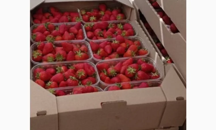 Продам полуницю - фото № 1