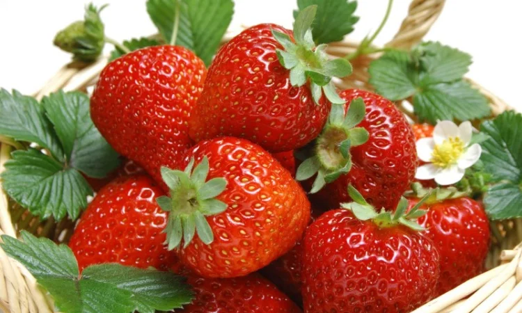 Куплю полуницю на заморозку врожай 2023 року - фото № 1