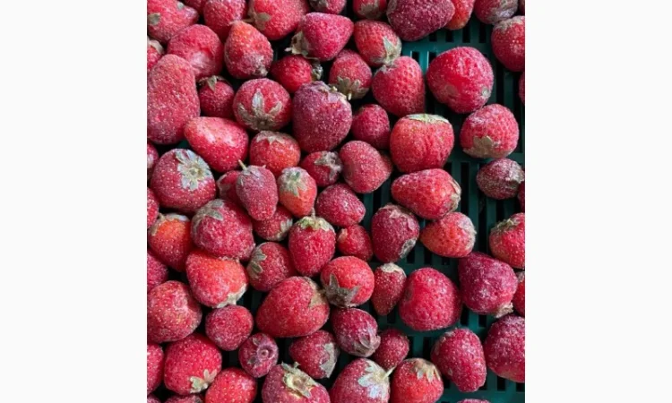 Продам полуницю з хвостиком заморожену - фото № 1