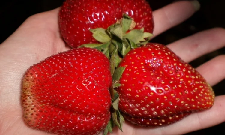 Полуниця Мармелада (Marmolada Strawberry) саджанці полуниці Фріго - фото № 1