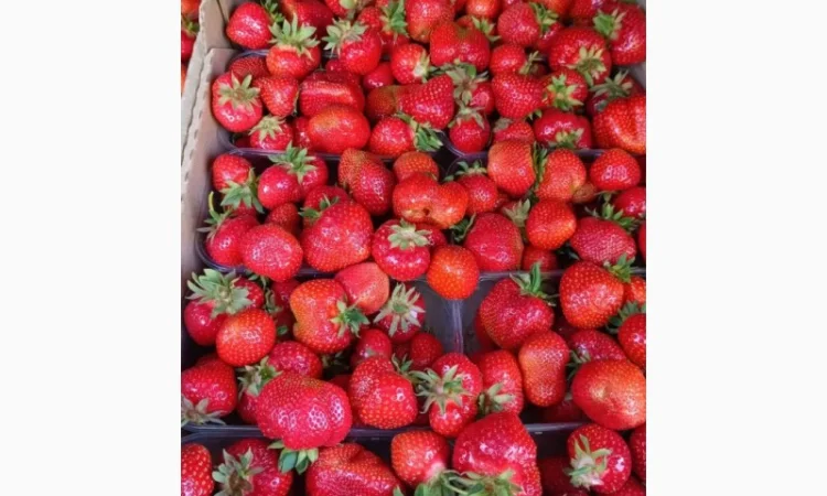 Купуємо полуницю морожену до ЕС - фото № 1