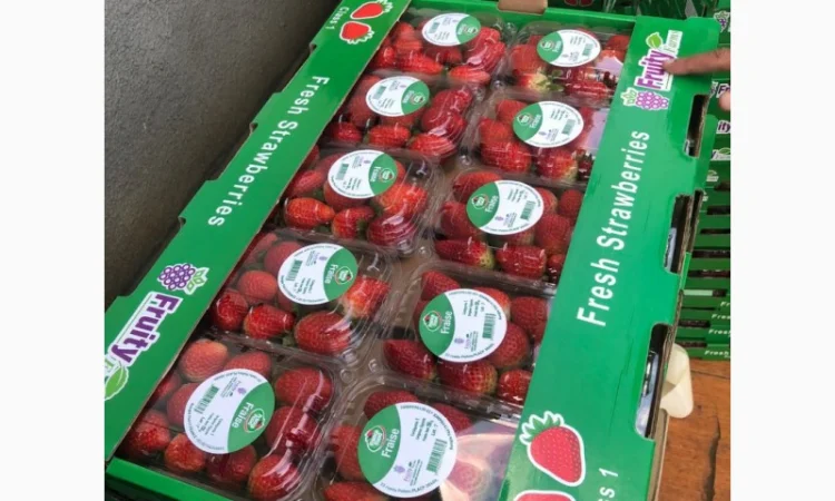 Клубника, Фортуна - фото № 1