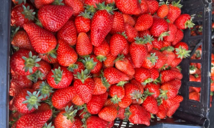 Куплю полуницю - фото № 1