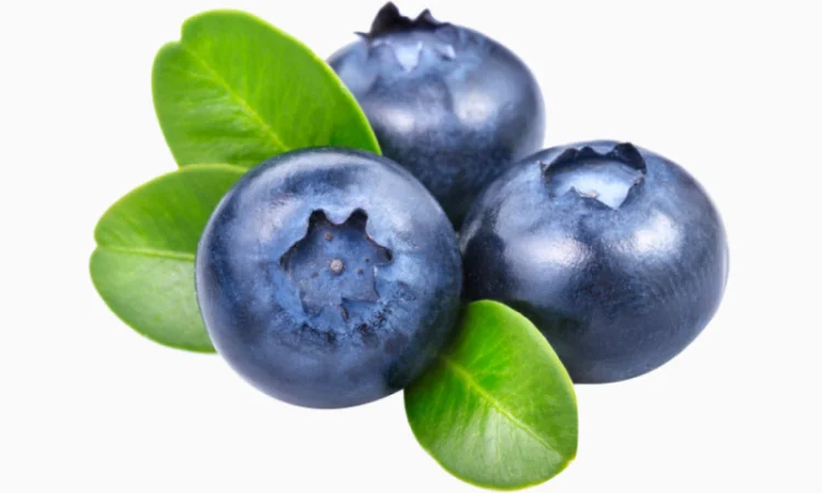 Лохина заморожена – закупівля ягоди - фото № 1