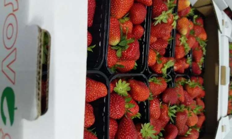 Продаєтся полуниця (суниця). Ремонтантний сорт. Опт та роздріб. Збір розпочато - фото № 7