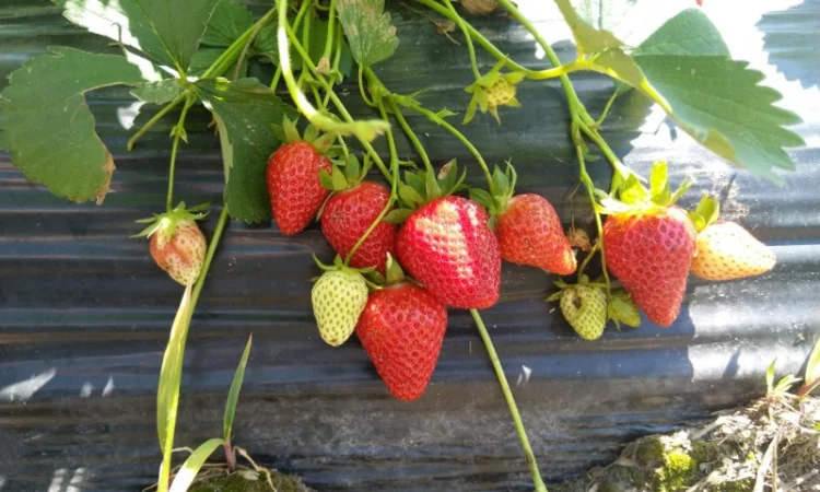 Продается клубника (ремонтантный сорт). Опт и розница. Сбор начат - фото № 1