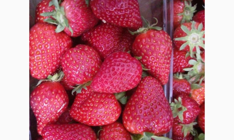 Продаєтся полуниця (суниця). Ремонтантний сорт. Опт та роздріб. Збір розпочато - фото № 1