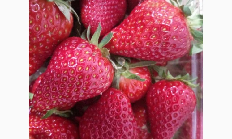 Продаєтся полуниця (суниця). Ремонтантний сорт. Опт та роздріб. Збір розпочато - фото № 2