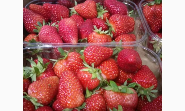 Продаєтся полуниця (суниця). Ремонтантний сорт. Опт та роздріб. Збір розпочато - фото № 3