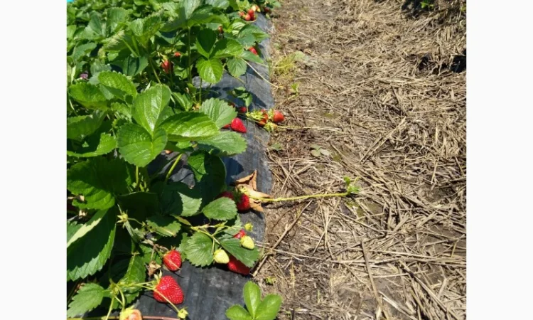 Продаєтся полуниця (суниця). Ремонтантний сорт. Опт та роздріб. Збір розпочато - фото № 4