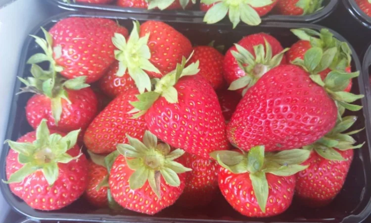 Продаєтся полуниця (суниця). Ремонтантний сорт. Опт та роздріб. Збір розпочато - фото № 5