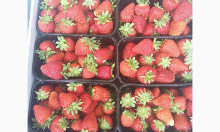 Продаєтся полуниця (суниця). Ремонтантний сорт. Опт та роздріб. Збір розпочато - фото № 6