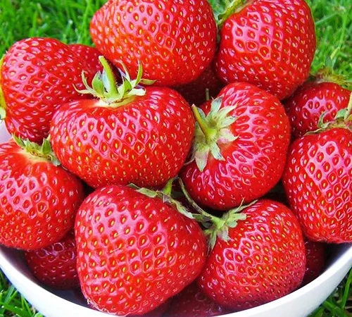 Купим клубнику в Днепре - фото № 1