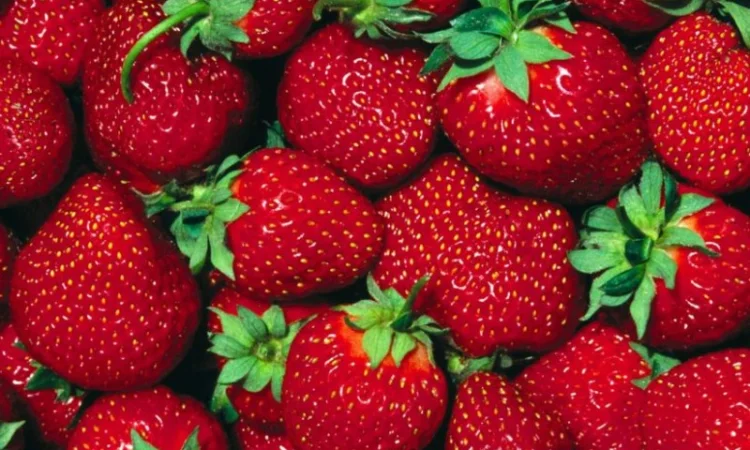 Купим клубнику в по Украине - фото № 1