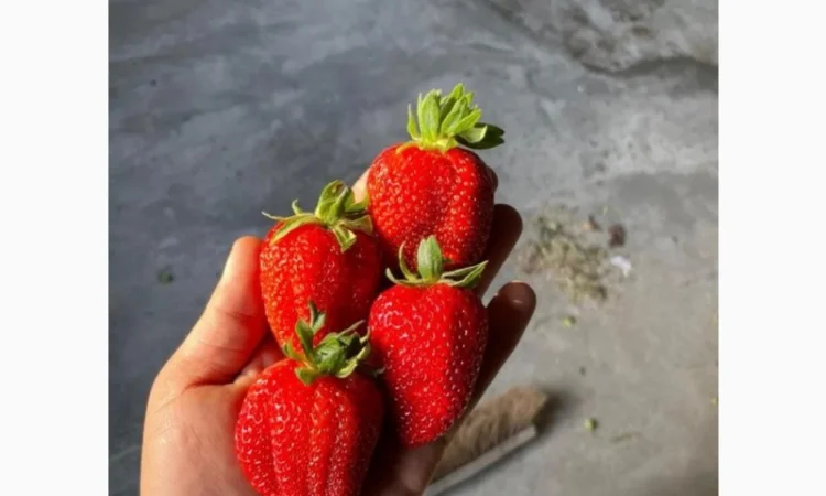 Продам клубнику оптом - фото № 1