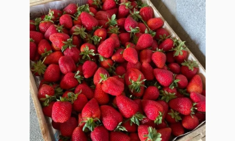 Продам клубнику оптом - фото № 2