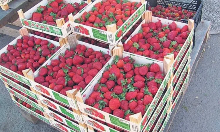 Продам клубнику - фото № 2