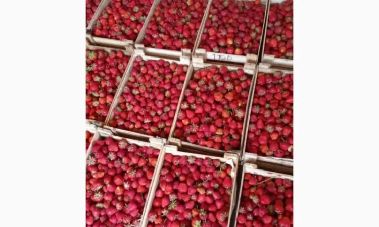 Продам клубнику оптом вкусный - фото № 2