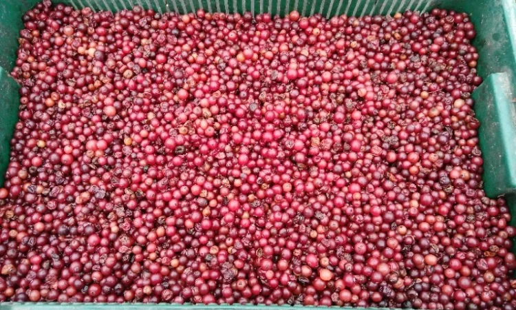 Продам зібрану у лісі дикорослу клюкву журавлину неперебрану 105 грн.за 1кг найнижча ціна - фото № 2