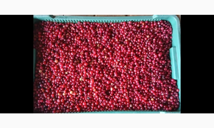 Пропонується дикоросла клюква журавлина, зібрана в лісі, 250 грн. за 1 кг - фото № 1