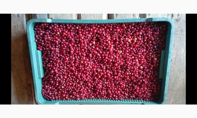 Пропонується дикоросла клюква журавлина, зібрана в лісі, 250 грн. за 1 кг - фото № 2