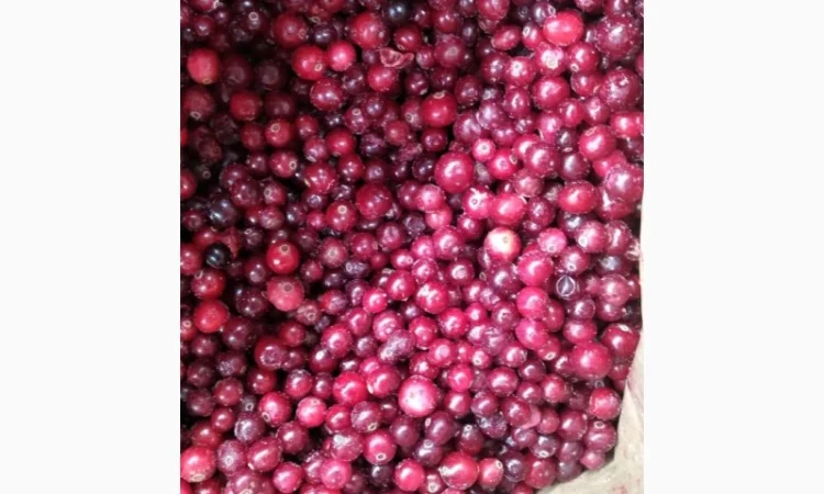 Продам журавлину морожену Б-класу - фото № 1