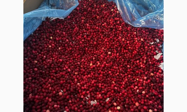 Пропонується заморожена журавлина з Канади - фото № 2