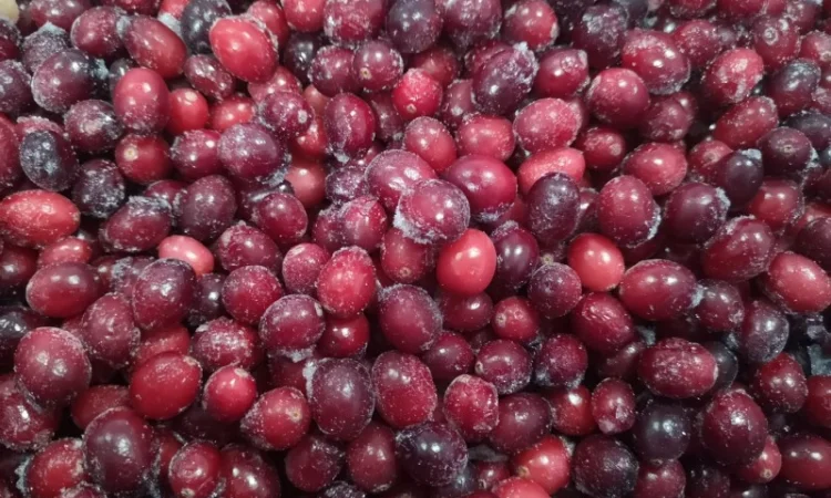 Продам журавлину заморожену Канада - фото № 3