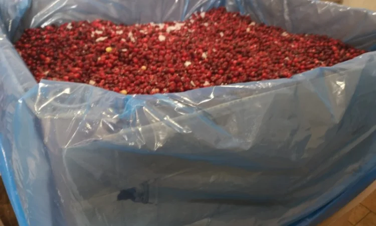 Продам журавлину заморожену Канада - фото № 4