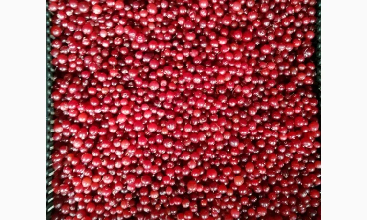 Продам клюкву - фото № 1