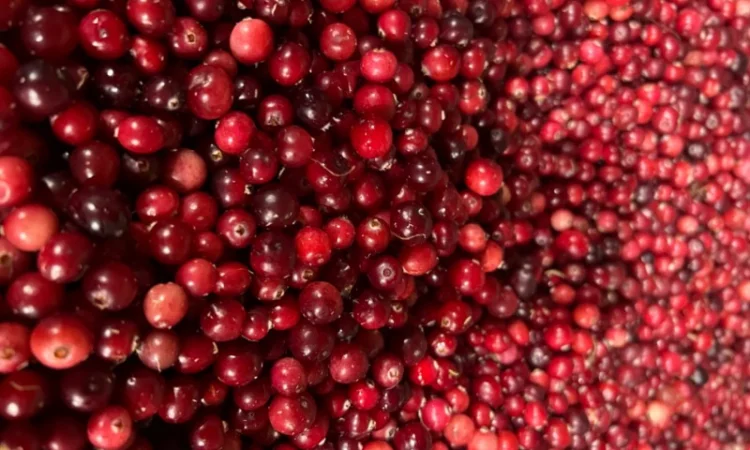 Продам клюкву (журавлину )врожай 2023року - фото № 1