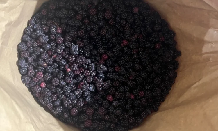 Продам клюкву (журавлину )врожай 2023року - фото № 2