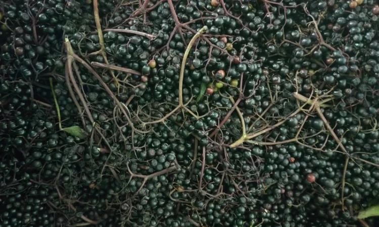 Продам клюкву (журавлину )врожай 2023року - фото № 3