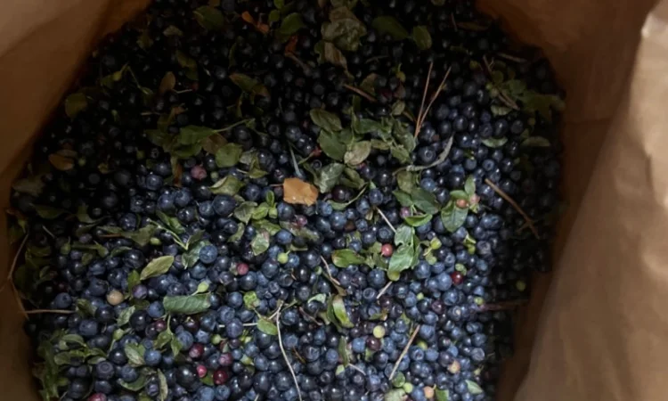 Продам клюкву (журавлину )врожай 2023року - фото № 4