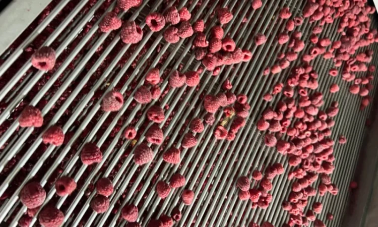 Продам клюкву (журавлину )врожай 2023року - фото № 6